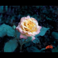Rose rose (03)
